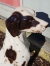Handmade midcentury porseleinen beeld, Italy Pointer hond