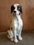 Handmade midcentury porseleinen beeld, Italy Pointer hond