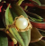 Beautiful 18 kt semi-classic women's ring with real pearl.